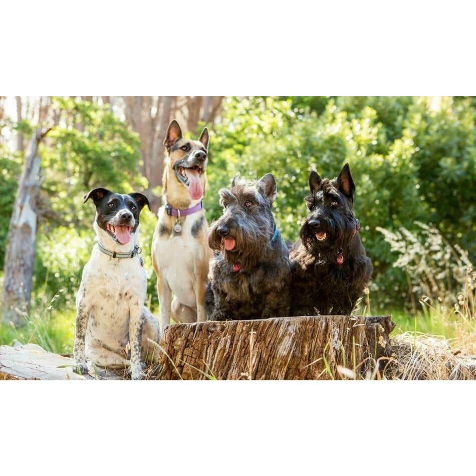 Four happy dogs posing outdoors on a log, showcasing their playful personalities and unique characteristics.