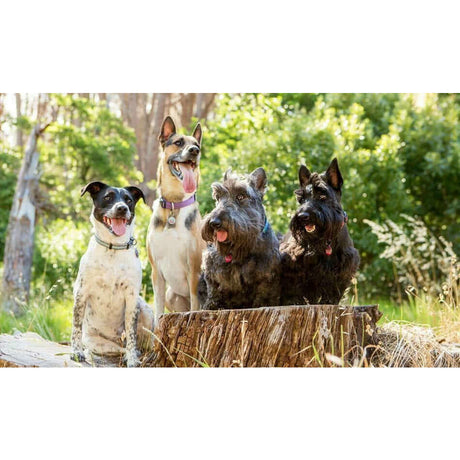 Group of happy dogs outdoors, showcasing their playful nature and companionship in a natural setting.
