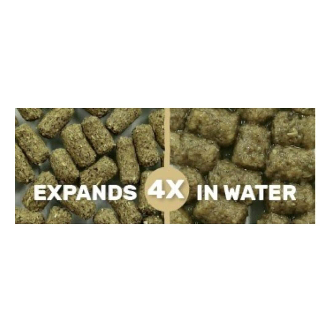Hikari Mulberific Delite Tortoise Food pellets expanding 4X in water for optimal hydration and nutrition.