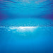 Juwel Poster 2 Background - Buy Online - Jungle Aquatics