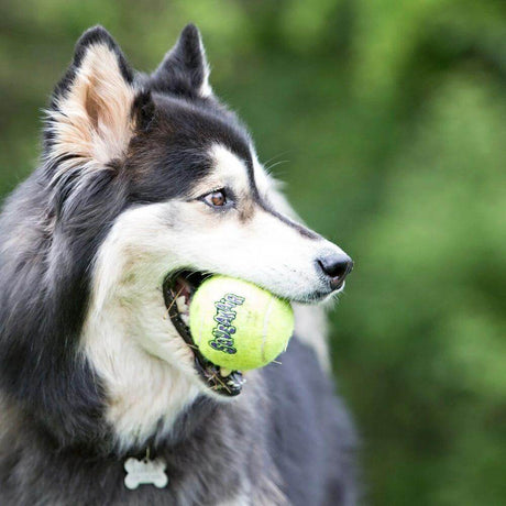 Dog happily holding a Kong Airdog SqueakAir tennis ball in its mouth, perfect for fetch and playtime.