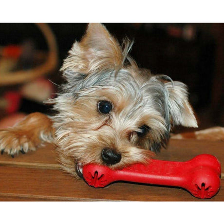 Cute dog chewing on a red KONG Goodie Bone chew toy, showcasing its durability and fun design for playful pets.