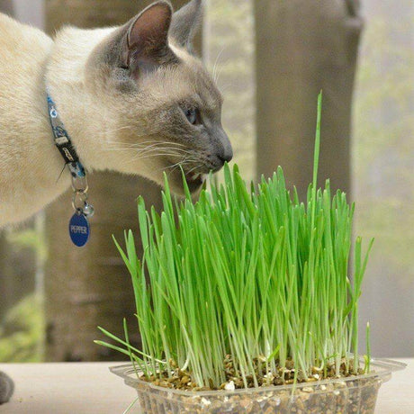 Cat sniffing Kunduchi Super Grass, a natural supplement for indoor felines to help with furballs and digestion.