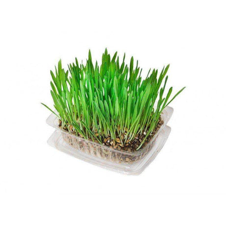 Fresh Kunduchi Super Grass in a clear plastic container, perfect for indoor cats to nibble on and aid digestion.