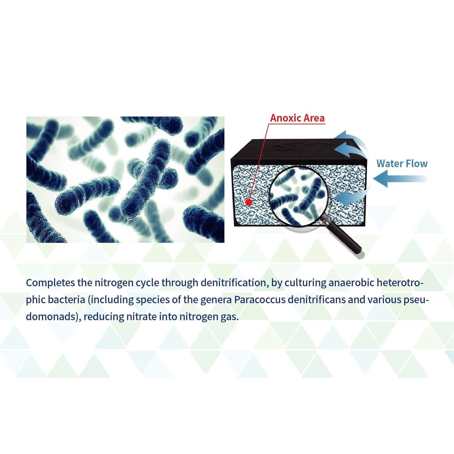 Diagram showing anaerobic bacteria promoting nitrogen cycle and nitrate reduction in aquariums with Maxspect Nano-Tech Block.