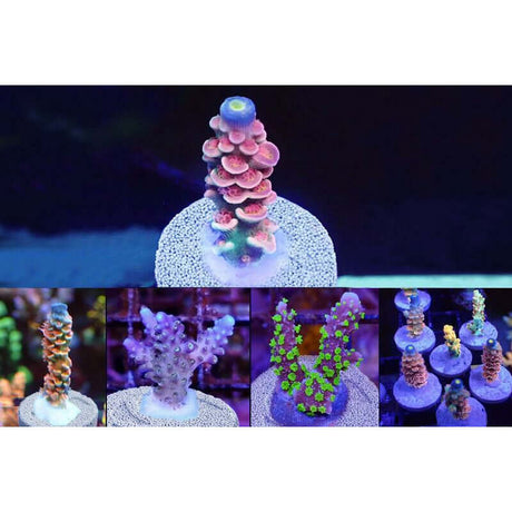 Colorful coral structures illuminated under blue light, showcasing diverse shapes and sizes for aquascaping enthusiasts.