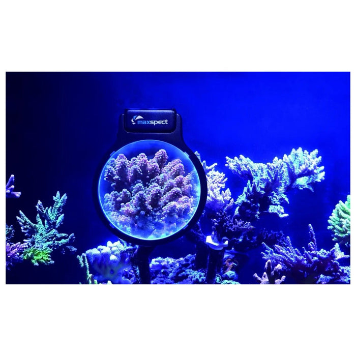 Maxspect Pastel Reef Magnifier