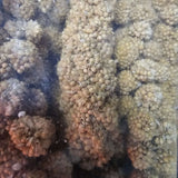 Natural millet spray for birds, featuring clusters of seeds on the stalk, perfect for foraging and entertainment.