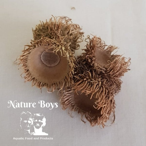 Nature Boys T-Husks - Buy Online - Jungle Aquatics