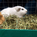 two guinea pigs resting on fresh hay in a green container, enjoying their natural habitat.