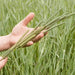 Hand holding fresh Timothy grass in a green field, showcasing quality homegrown hay from Newhay farm.