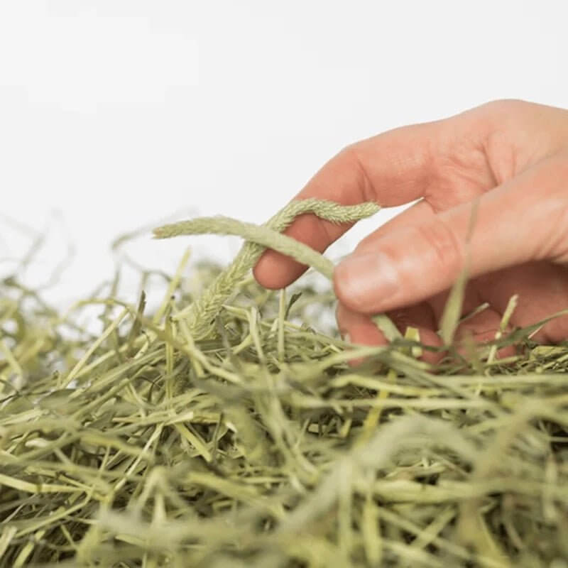 Hand holding a strand of Newhay Pure Timothy Hay amidst a pile of fresh, green hay.