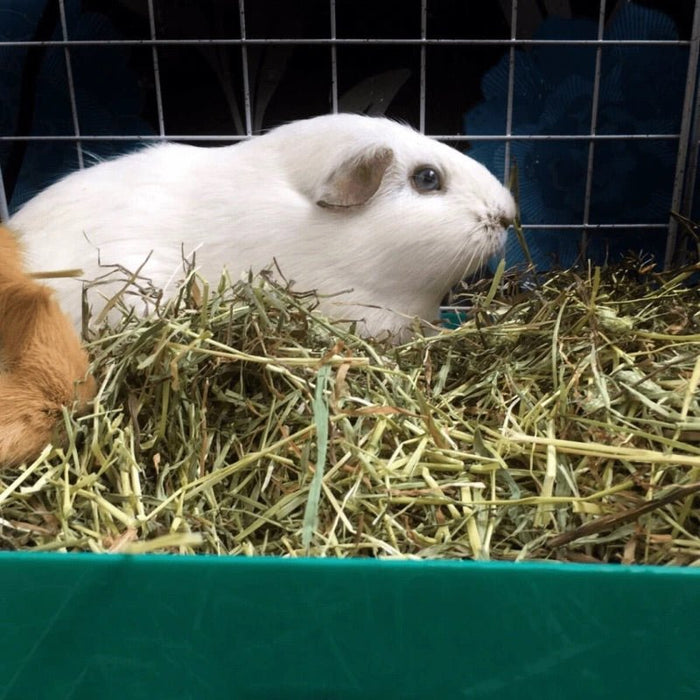 Two guinea pigs resting in a green container filled with fresh hay.