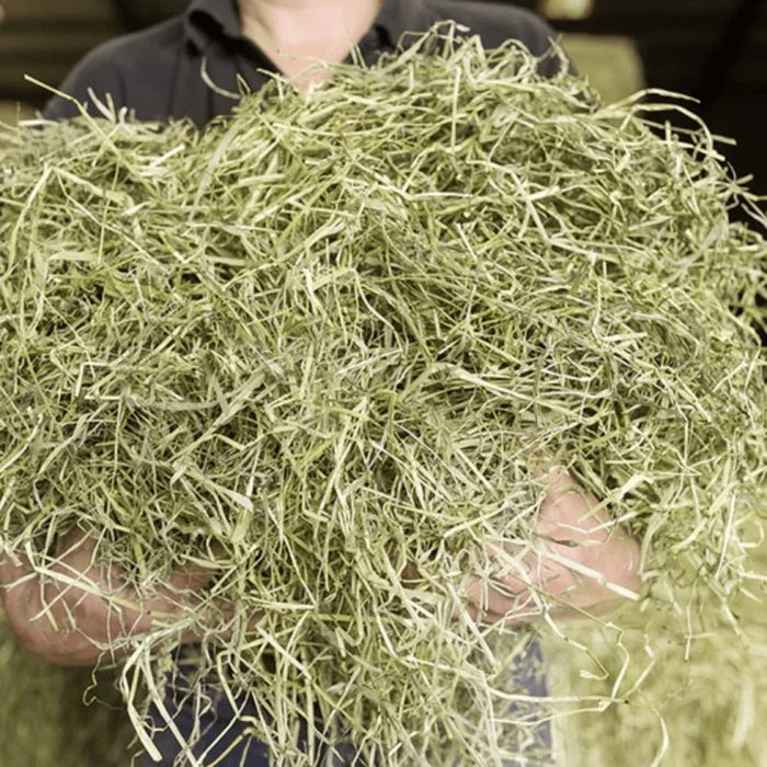 Close-up of a person holding fresh Newhay Timothy Hay with Dandelion and Nettle, showcasing its fibrous texture.