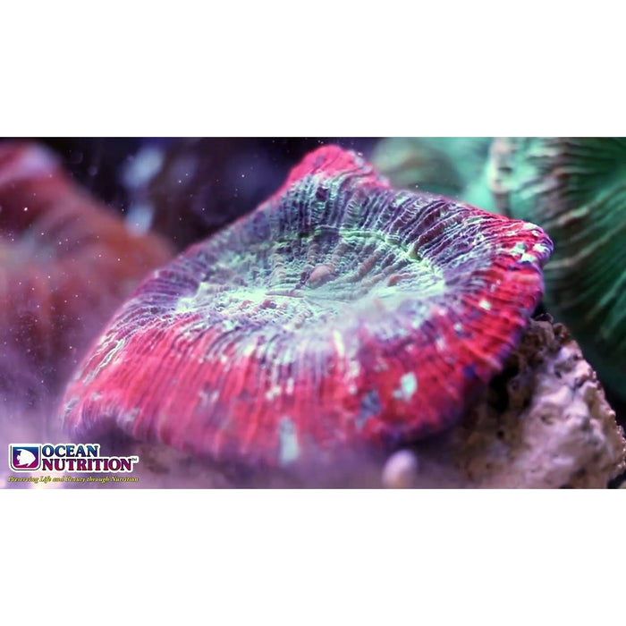 Vibrant coral specimen showcasing rich colors, highlighting the benefits of Ocean Nutrition Reef Pulse Coral Food.