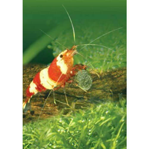 Freshwater shrimp on a mossy log, showcasing vibrant red and white colors in a planted aquarium setting.