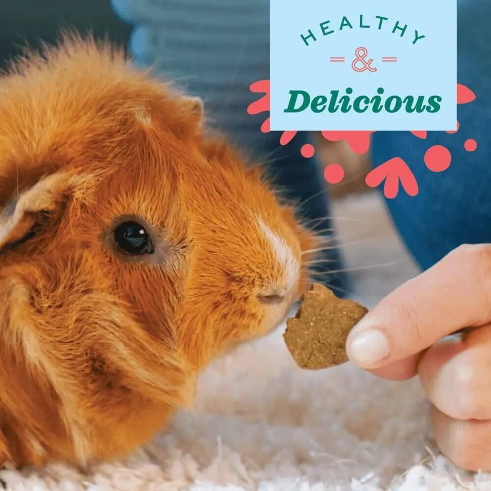 Guinea pig enjoying a healthy and delicious Oxbow treat, highlighting pet-friendly snacks for small animals.