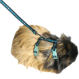 Small animal harness and lead in paw print design on a guinea pig, showcasing comfort and security for outdoor walks.