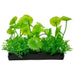 Penn Plax Aquascaping Plastic Pennyworth plant enhances aquarium beauty with vibrant green foliage and sturdy base.