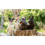 Four playful dogs enjoying a sunny day outdoors, showcasing their unique personalities and joy in nature.