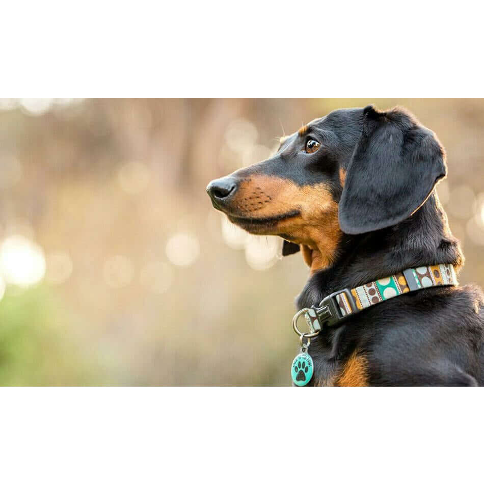 Black dog with a collar featuring a pet ID tag and a playful design, enjoying the outdoors.
