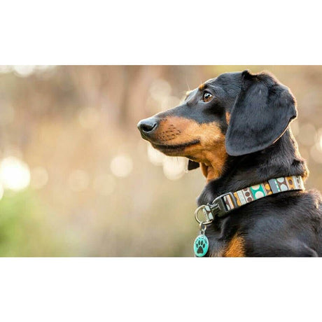 Black and tan dog wearing a collar with a colorful design, showcasing a pet ID tag in a natural setting.
