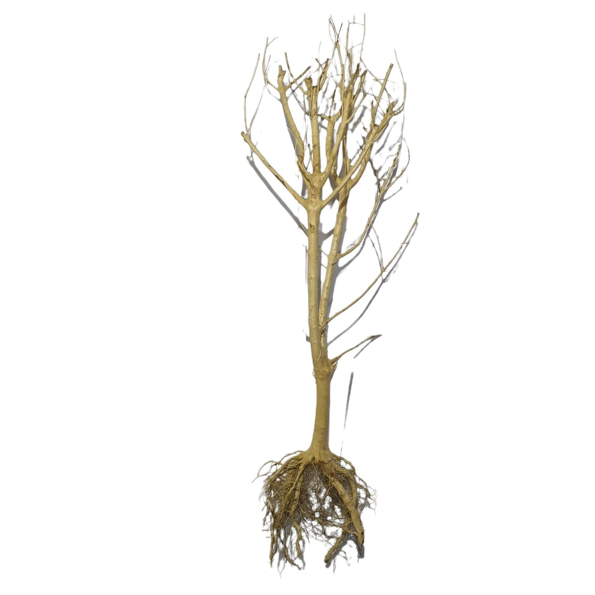 Phontinia Wood for aquascaping, assorted pieces 25-30cm tall with intricate branches and roots. Perfect decoration for aquariums.