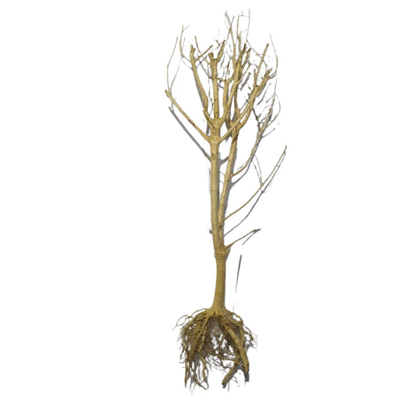 Phontinia Wood for aquascaping, assorted pieces 25-30cm tall with intricate branches and roots. Perfect decoration for aquariums.