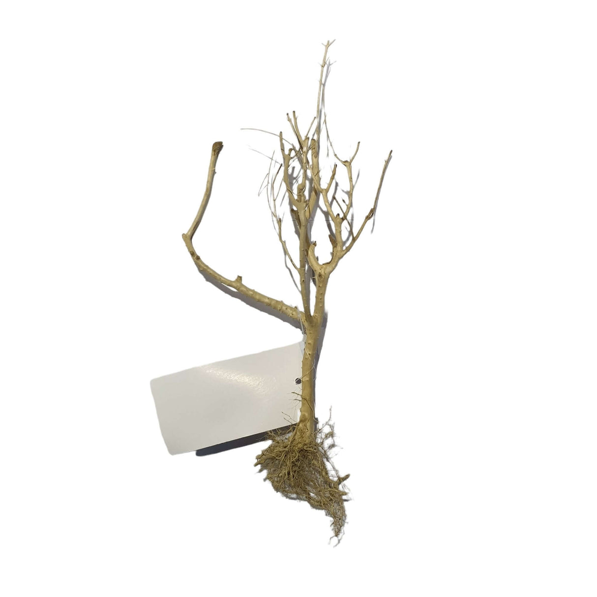 Phontinia Wood for aquascaping, assorted pieces sized 25-30cm, ideal for enhancing aquarium decor.