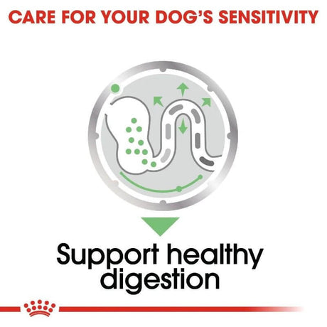 Illustration promoting healthy digestion for dogs, emphasizing care for digestive sensitivity.