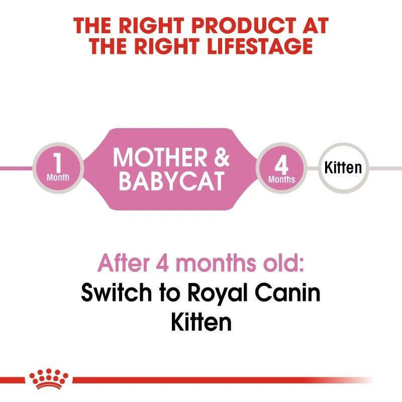Royal Canin Mother & Babycat feeding guide for kittens from 1 to 4 months old, recommending transition to Royal Canin Kitten.