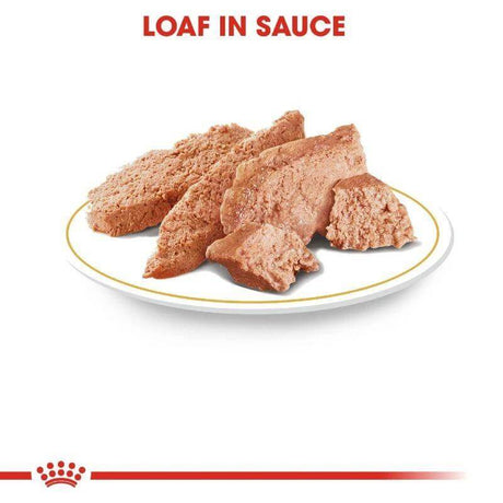 Royal Canin Yorkshire Terrier wet food in loaf form on a plate, showcasing the rich texture and savory sauce.