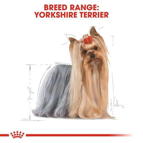 Yorkshire Terrier illustration with text 'Breed Range: Yorkshire Terrier' showcasing its distinct features and characteristics.