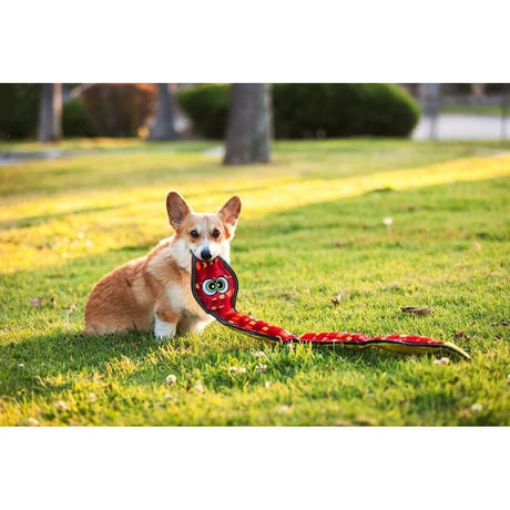 Corgi playing with Tough Seamz Snake 6 Squeaker dog toy in a grassy area, showcasing fun and durability.