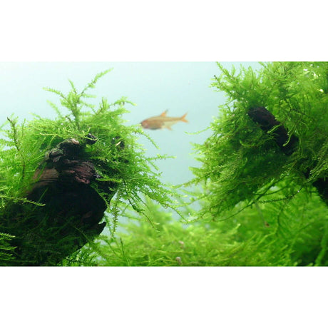 Dense Taxiphyllum barbieri moss in an aquarium with a fish swimming in the background, showcasing a vibrant aquatic environment.