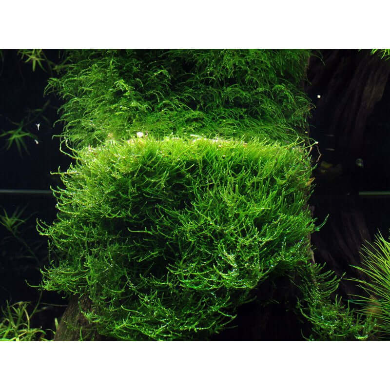 Lush green Taxiphyllum barbieri moss in an aquarium showcasing its vibrant texture and growth. Ideal for aquatic environments.