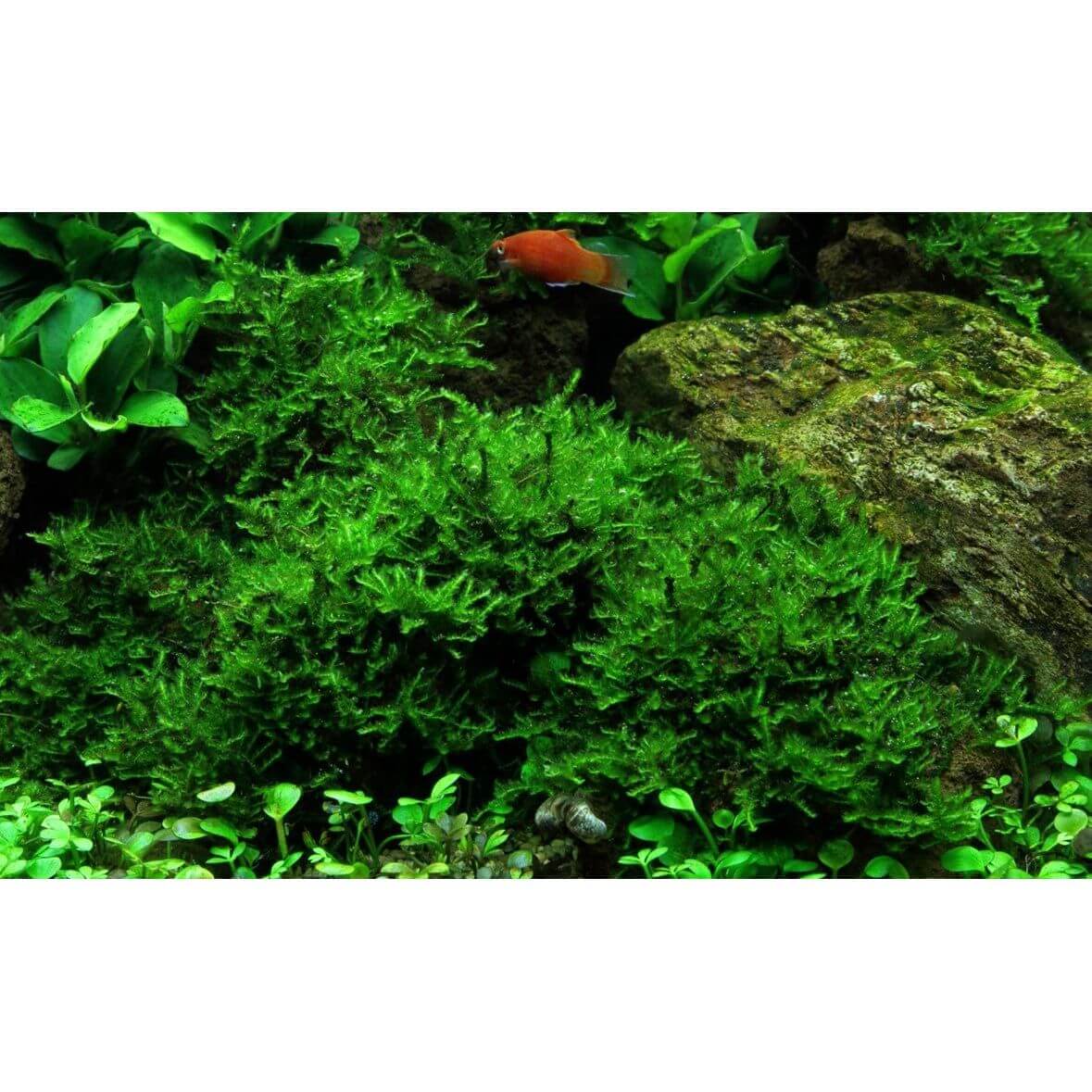 Lush green Tropica 003A Christmas Moss in an aquarium with surrounding plants and rocks.