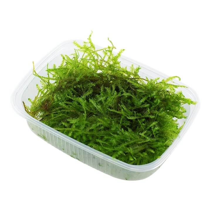 Lush green Christmas moss (Vesicularia Montagnei) in a clear container, ideal for aquariums and aquatic gardens.