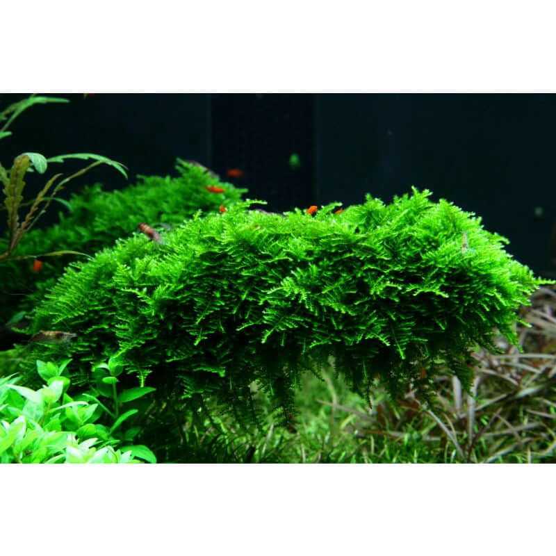 Lush green Vesicularia montagnei Christmas moss thriving in an aquarium setting, showcasing its unique side branch structure.