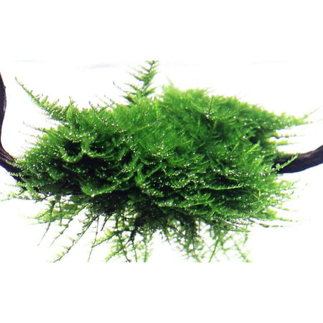 Lush green Vesicularia montagnei Christmas moss in aquarium setup, showcasing its unique side branch structure.
