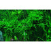 Tropica 003B POR - Vesicularia Ferriei Weeping Moss - Buy Online - Jungle Aquatics