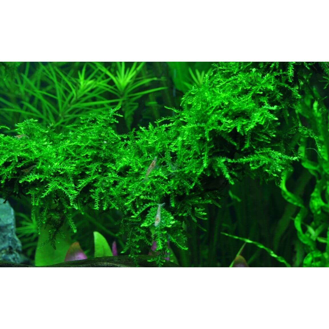 Lush green Vesicularia Ferriei Weeping Moss in an aquarium setting, showcasing its vibrant texture and growth.