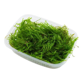 Fresh Vesicularia Ferriei Weeping Moss in a clear container, ideal for aquariums and aquatic plants.