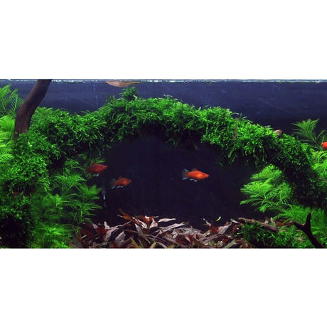 Vibrant aquarium scene featuring Vesicularia ferriei Weeping moss and colorful fish swimming beneath lush greenery.