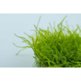 Lush green Leptodictyum riparium moss in tissue culture, ideal for aquariums and terrariums.