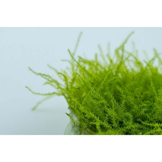 Lush green Leptodictyum riparium moss in tissue culture, ideal for aquariums and terrariums.