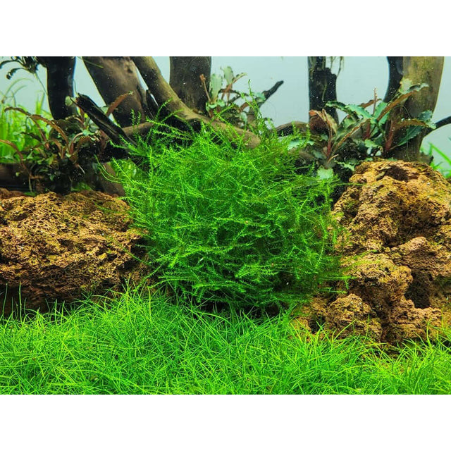 Tropica 003E Tissue Culture Leptodictyum riparium, vibrant green moss in an aquarium setting with rock background.