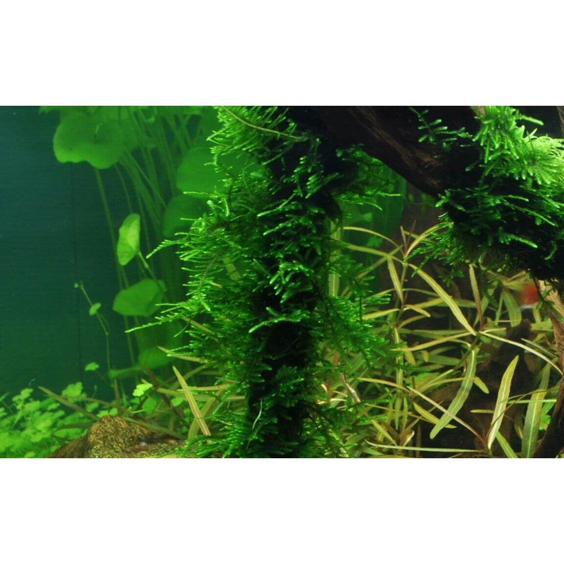 Lush green Taxiphyllum Spiky moss thriving on vertical surfaces in a vibrant aquarium setting.