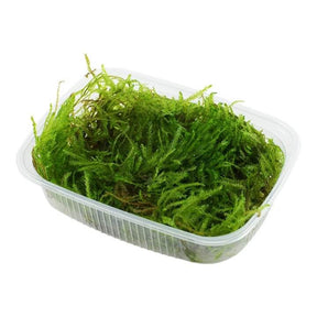 Fresh Taxiphyllum Spiky moss in a clear container, ideal for aquascaping and aquatic plants.