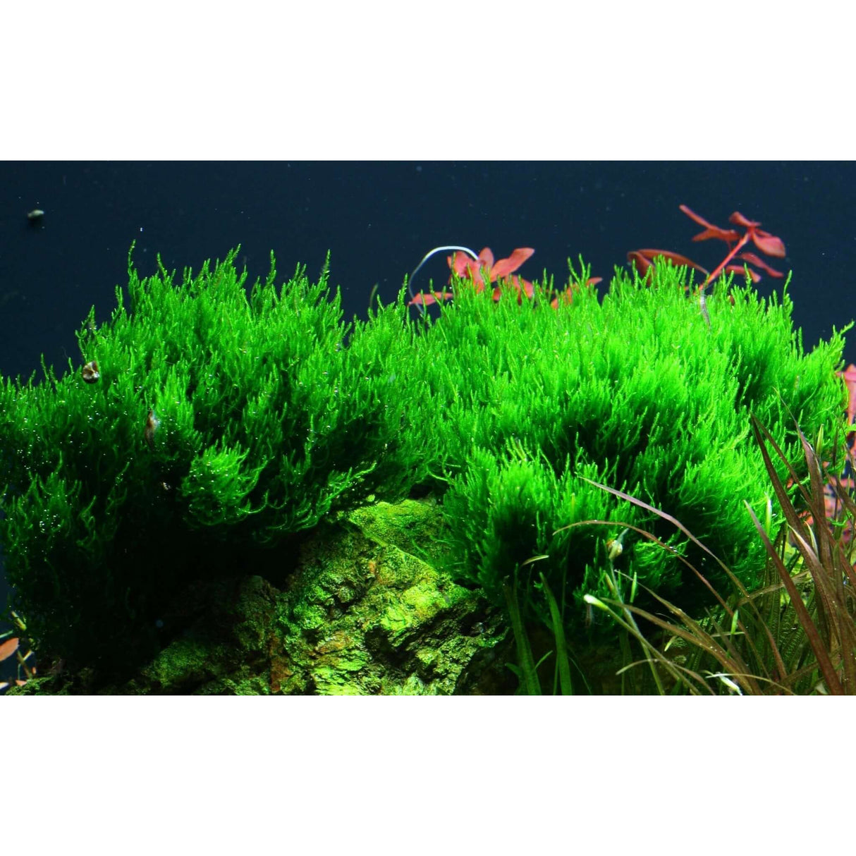 Lush green Taxiphyllum Flame moss thriving in an aquarium, showcasing its vibrant texture and growth patterns.